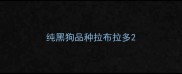 纯黑狗品种拉布拉多