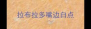 拉布拉多嘴边白点