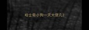 哈士奇小狗一天大便几