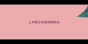 上海真正的宠物救助站
