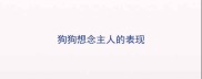 狗狗想念主人的表现