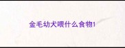 金毛幼犬喂什么食物