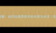边牧毛发护理全攻略如何改善贵宾犬的毛质与光泽含专业护理方案