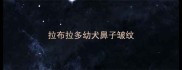 拉布拉多幼犬鼻子皱纹