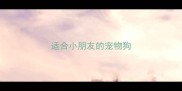 适合小朋友的宠物狗