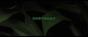 狗狗鼻子热拉肚子