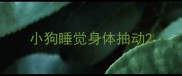 小狗睡觉身体抽动
