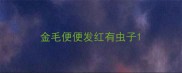 金毛便便发红有虫子