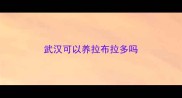 武汉可以养拉布拉多吗