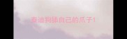 泰迪狗舔自己的爪子
