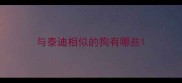 与泰迪相似的狗有哪些