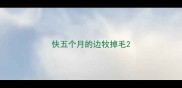 快五个月的边牧掉毛