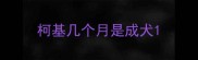 柯基几个月是成犬