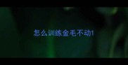 怎么训练金毛不动
