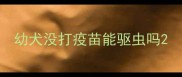 幼犬没打疫苗能驱虫吗
