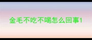 金毛不吃不喝怎么回事