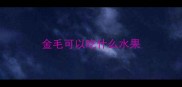 金毛可以吃什么水果