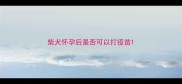 柴犬怀孕后是否可以打疫苗