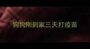 狗狗刚到家三天打疫苗
