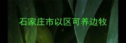 石家庄市以区可养边牧