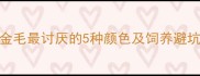 科学金毛最讨厌的5种颜色及饲养避坑指南