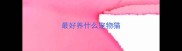 最好养什么宠物猫