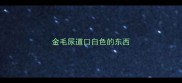 金毛尿道口白色的东西