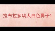 拉布拉多幼犬白色鼻子