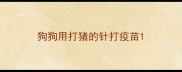 狗狗用打猪的针打疫苗