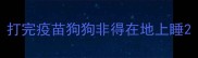 打完疫苗狗狗非得在地上睡