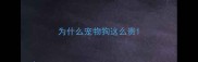 为什么宠物狗这么贵