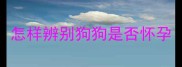 怎样辨别狗狗是否怀孕