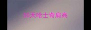 50天哈士奇肩高