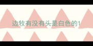 边牧有没有头是白色的