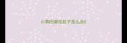 小狗回家拉肚子怎么办