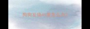 狗狗发烧41度怎么办