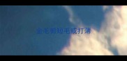 金毛剪短毛或打薄