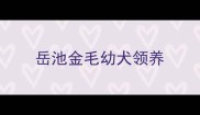 岳池金毛幼犬领养