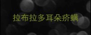 拉布拉多耳朵疥螨