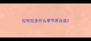 拉布拉多什么季节养合适