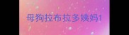 母狗拉布拉多姨妈