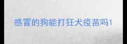 感冒的狗能打狂犬疫苗吗