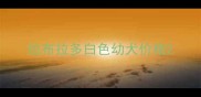 拉布拉多白色幼犬价格