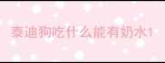 泰迪狗吃什么能有奶水