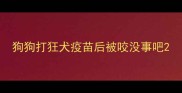 狗狗打狂犬疫苗后被咬没事吧