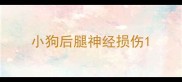 小狗后腿神经损伤