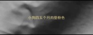 小狗四五个月肉垫粉色
