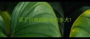 买了只假的拉布拉多犬