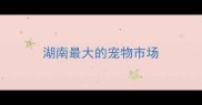湖南最大的宠物市场