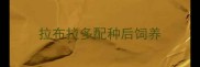 拉布拉多配种后饲养